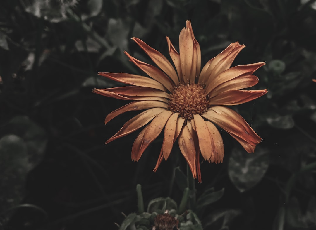Een kijkje in de wereld van Emsflower: Plantenkwekerij en Erlebnispark